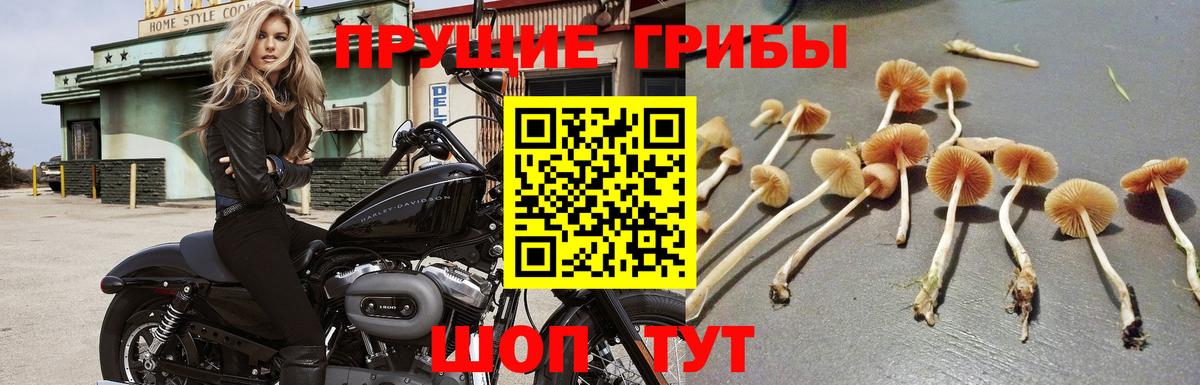 Псилоцибиновые грибы мухоморы  Вход с VPN  Галлюциногенные грибы Psilocybe  Первоуральск 